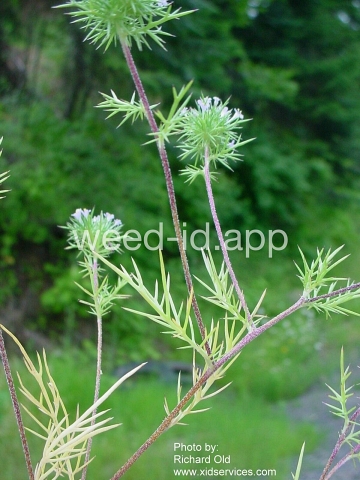 navarretia, needle-leaf